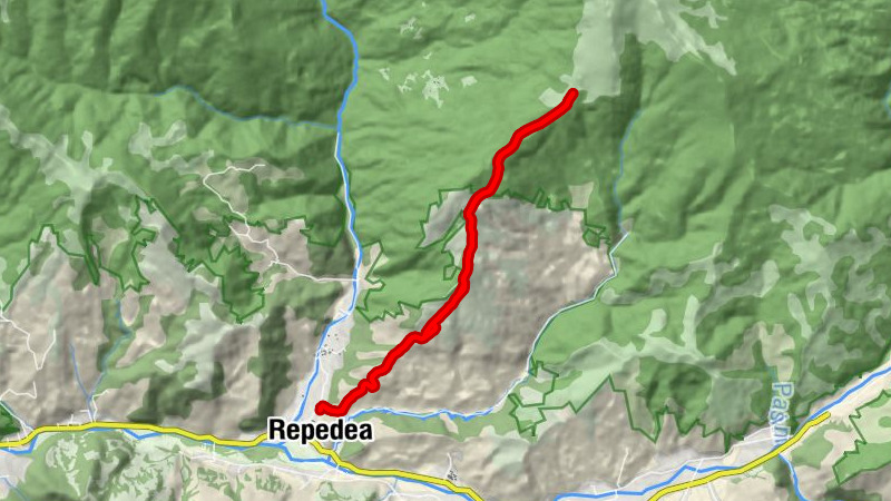 Repedea