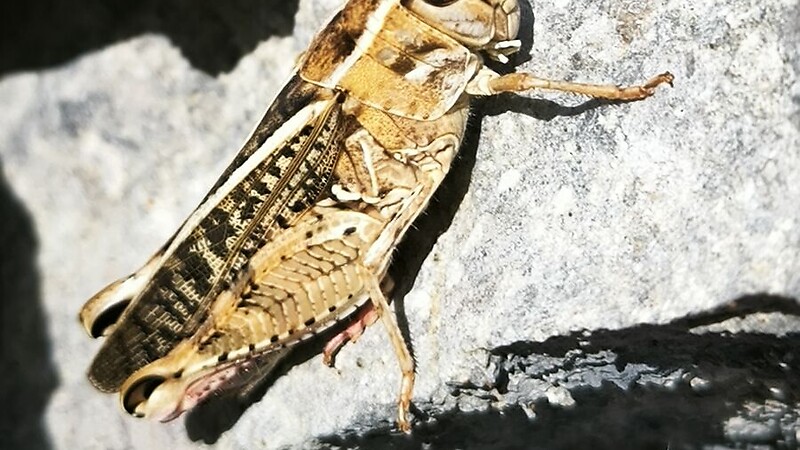 Karte